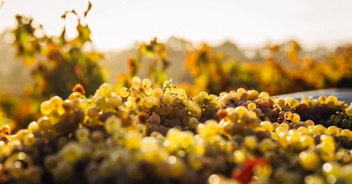 Características de la Uva Moscatel 1 moscatel