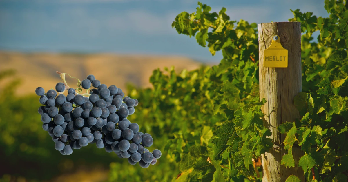 Características de la uva Merlot: Lo que debes saber 1 CARACTERÍSTICAS DE LA UVA MERLOT