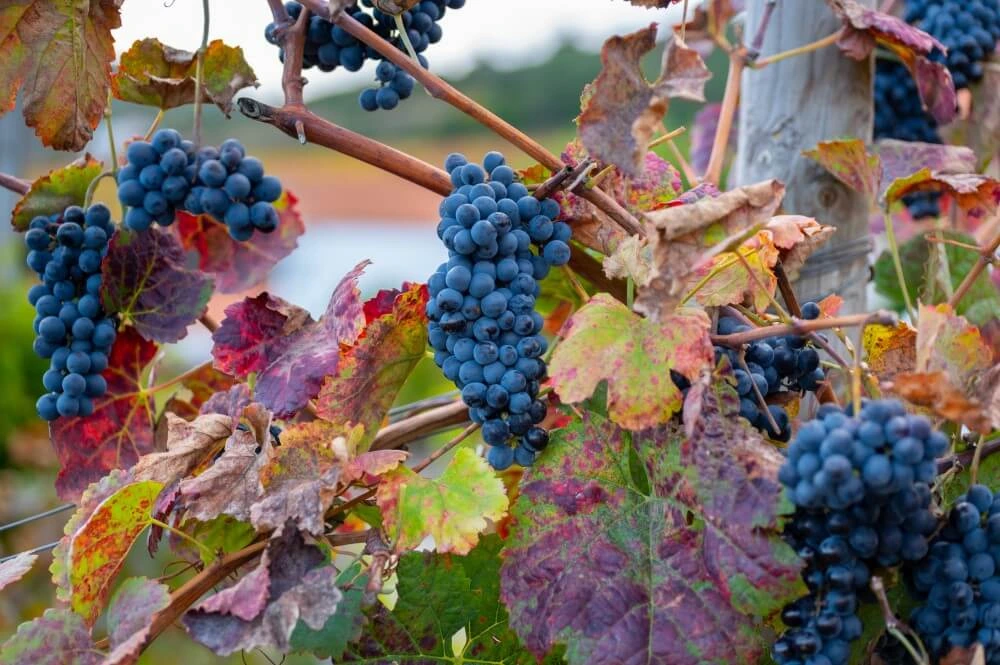 Características de la uva Touriga Nacional 1 touriga nacional uvas